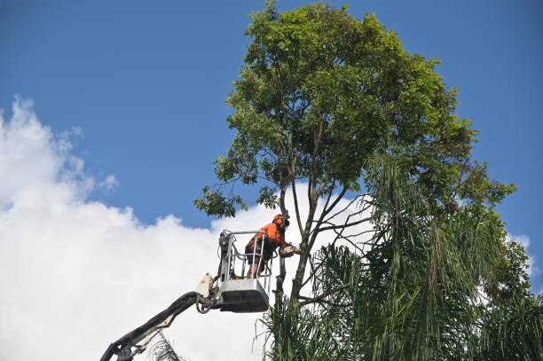 Best Stump Grinding and Removal  in Crowley, TX