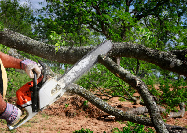 Best Tree Mulching  in Crowley, TX